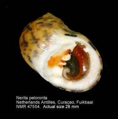 Nerita peloronta (4).jpg - Nerita peloronta Linnaeus,1758